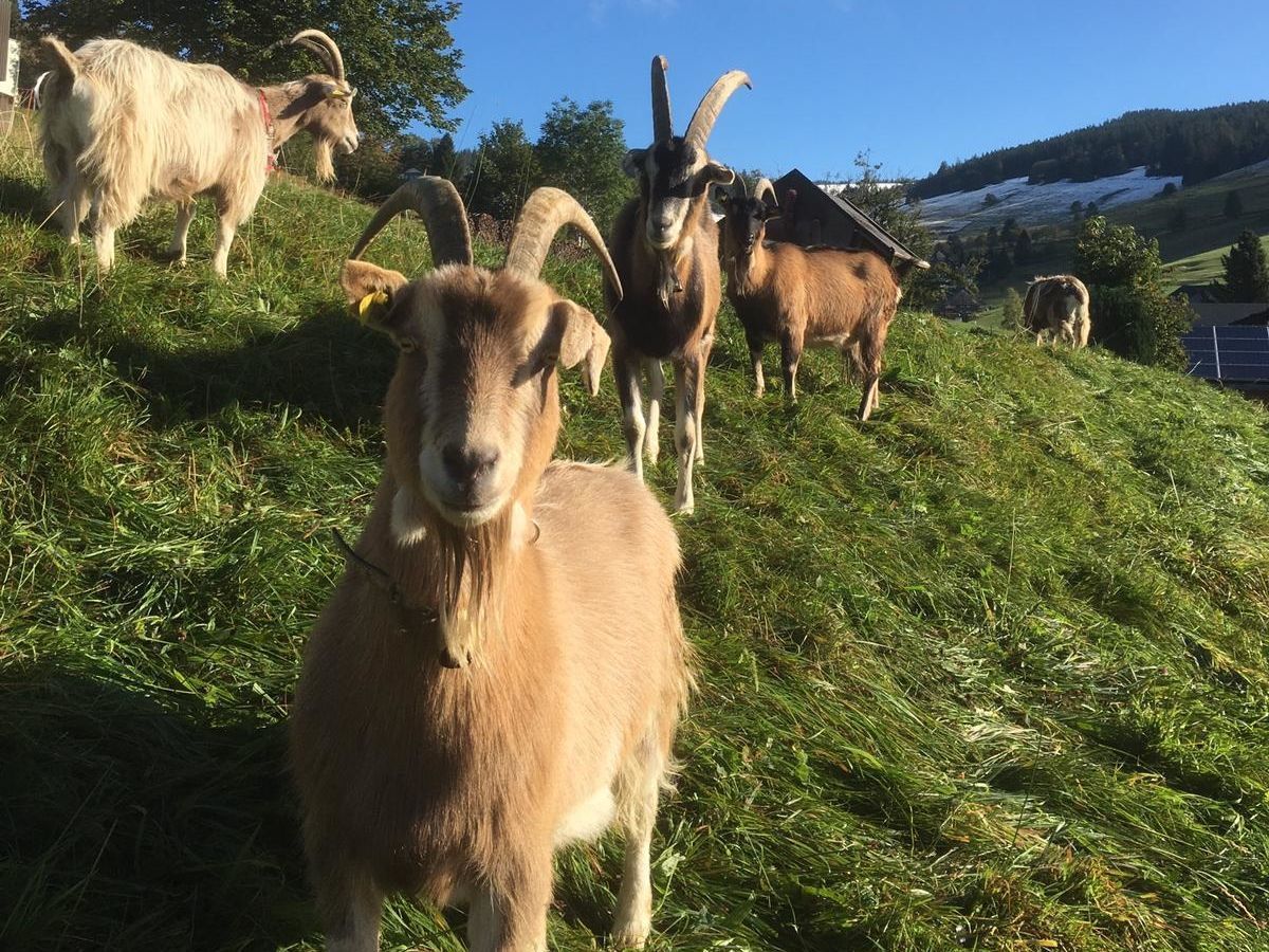 Ausflüge rund um Todtnauberg